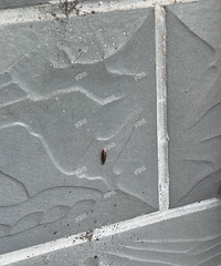 ��������Ұ�æ�����������Ƕ��ݣ�Ѫ���棩��