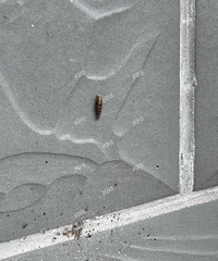 ��������Ұ�æ�����������Ƕ��ݣ�Ѫ���棩��