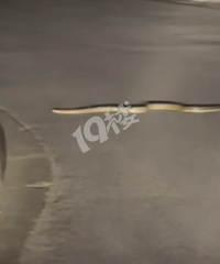 ����С������߶�Խ��Խ���ˣ����޼ɵ��ĳ��֣��Թ����뿪��