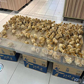 �򼦵���С��