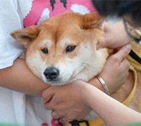 ����ĩ��������껪������룡