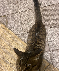 �йش�����ֻ�����߶��ļ���è�������� ���˿����˿���ؼң�