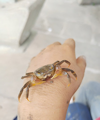 ���ӷ�����ټƻ���ʽ��ʼ���Ϻ���Ұ������...���ţ�