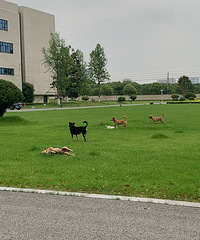 �ڲݵ��Ϸ��ֺö�ɰ���С�� С�����ں���׷����