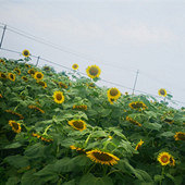 ��ʯ�������� ����