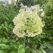 ���˳�����С���̻�