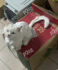 ��������߶�һֻ���ۺ�ͫ���Ŵ���ë���Ĺ�è Ѱè��