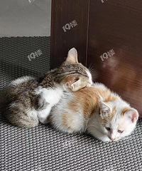 �ܸɾ���������԰è�Һ���������