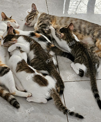 �ܸɾ���������԰è�Һ���������