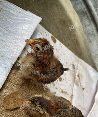 ��������� �����ɶ����