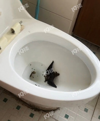 ���������ϸ��������ԭ��ȥ������Ͱ��ͻȻð����һֻ����