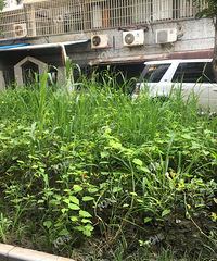 �̻����Ӳ�ɵɵ�ֲ��� С���Ĳݳ��ı��˶����ˣ�