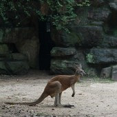 �Լ۱ȳ��ߵĶ���԰