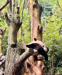 ��ٴ���ȥ�Ĵ�����è����3���ط����Ƽ�ȥ���� ��Ϊ...