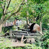 ������ȥ�Ĵ�����è��