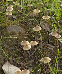 ·�ߵ�Ұ���㲻Ҫ�ɣ���������������к��ҽ�����ѣ����صĻ���