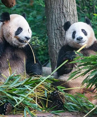 ����è���������͡�����������賿�ִﺼ�ݵ��¼ң�