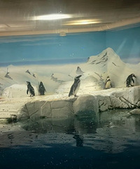 �Ϻ�ˮ���һ���Σ�����������ιʳ�ݳ����������� ֵ�ô򿨣�