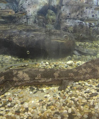 �Ϻ�ˮ���һ���Σ�����������ιʳ�ݳ����������� ֵ�ô򿨣�