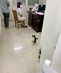 ����ĳ����Ժ����������è����С���Ѷ����ҽ������������˹�����