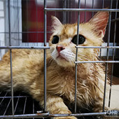 ��æ��С����ȡ����