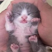 �ø�������ֻè��