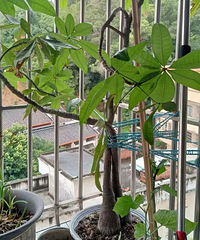 进来沾好运!第一次见发财树开花的!?家具单品+1