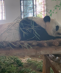 ȥ�˰�������è�����ϲ�ԭ�����ϲ�ԭ����������Ŀ��������