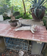 ����ɢ����Сè����������ͦ���е�