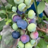 �ܳԻ��ܿ�����