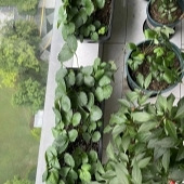 ����̨��һĶ��ݮ��