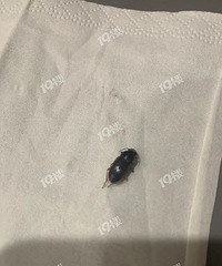 ס�ڸ߲��Ҽ����Ŵ�ȫ�� Ϊʲô��������Ӳ�ǳ�ɽ�����