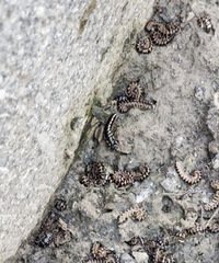 ��������...������ĳС��С������������ǧ����ֻ �ܼ��־���