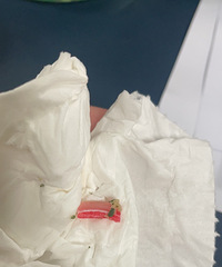 �巼ի�����Գ���һ�����ϣ������廨����״�ģ�
