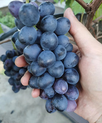 ȥ���ֵ����� ���������ô��Ĺ���̫��ϲ��