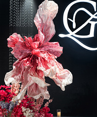 ��ɫ�����ޡ���Ǿޱɫ�����ȡ�һ�۾������˾��޹�Ŀ����