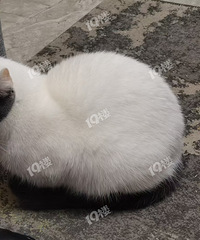 �뻻è�� ¥������û�п��׵����Ӱ���