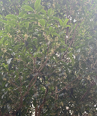 ����һҹ�𻨿� ���������ĺ��㰡��