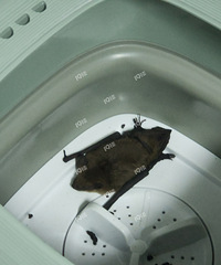 ��������Ҫ�� �������� �ٰٶ�һ�¸���ô�죿