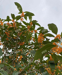 С������ˢ������ը����� ������������Ҳ�ж���������