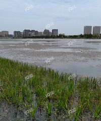 �����ˮ����һƬһƬ����ɶ����ô�����������һ���ġ�