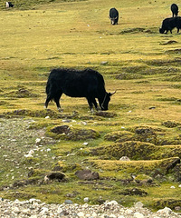 һഺûۼ ֱһ 68...