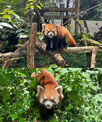 20Ԫ��Ʊ�Ķ���԰