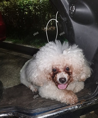 ���꼪ˮ��԰��˭�ҵ�С�����߶�����Ӧ����ֻ����