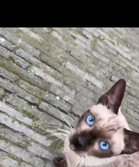 ��ɢ������·��ͷ�Ļ������ҵ԰��߼�һֻè��˭���߶��ģ�