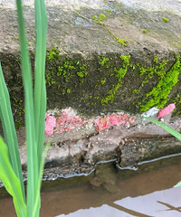 ���������ȫ�Ǹ����� �군�� Ϊ��Ҫ��ֹѼ����ˮ�أ�