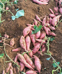 �������� ���������ϲ���ȿ������ǳ����ӻ��ߺ�����