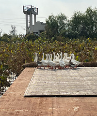 ����������������СС������������ѽ��ѽ�ڣ��ջ��ķᣡ