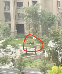 ȫ���ദҧ�ˣ�ICU����δ���ѣ�Ůͯ�⹷˺ҧ�����½�չ��