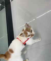不知道谁的猫丢了!一直跟着我 往我身上蹭 怎么弄啊